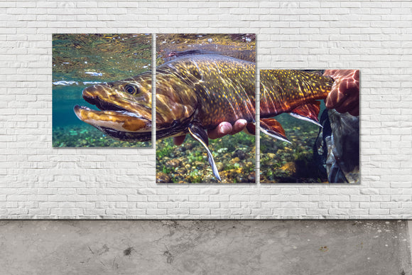 Brook Trout Triptych - Offset